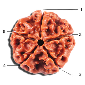 5 Mukhi Rudraksha from Nepal - Bead No. 468