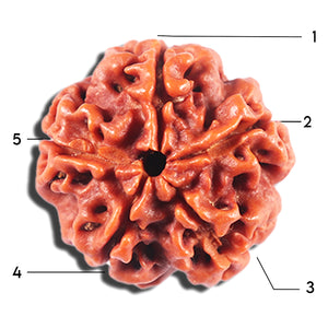 5 Mukhi Rudraksha from Nepal - Bead No. 469