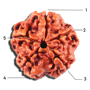 5 Mukhi Rudraksha from Nepal - Bead No. 470