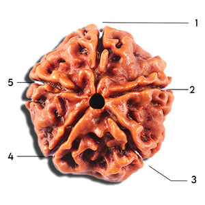 5 Mukhi Rudraksha from Nepal - Bead No. 471