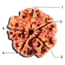 Load image into Gallery viewer, 5 Mukhi Rudraksha from Nepal - Bead No. 472
