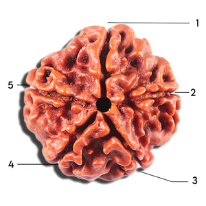 5 Mukhi Rudraksha from Nepal - Bead No. 473