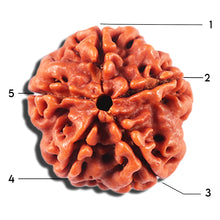 Load image into Gallery viewer, 5 Mukhi Rudraksha from Nepal - Bead No. 474
