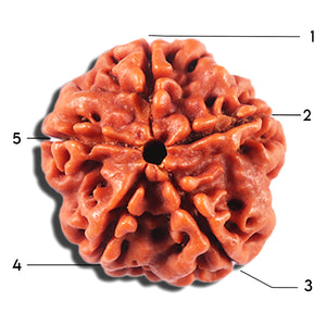 5 Mukhi Rudraksha from Nepal - Bead No. 474