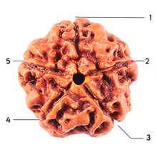 Load image into Gallery viewer, 5 Mukhi Rudraksha from Nepal - Bead No. 475
