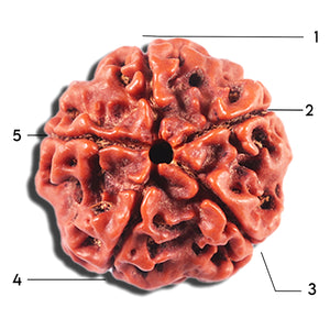 5 Mukhi Rudraksha from Nepal - Bead No. 476