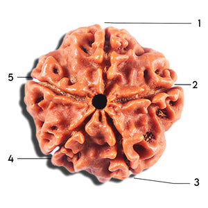 5 Mukhi Rudraksha from Nepal - Bead No. 479