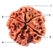 Load image into Gallery viewer, 5 Mukhi Rudraksha from Nepal - Bead No. 480
