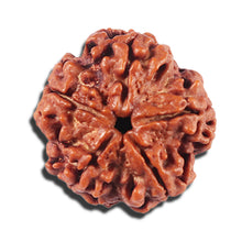 Load image into Gallery viewer, 5 Mukhi Rudraksha from Nepal - Bead No. 448
