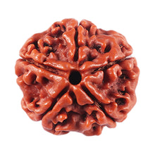 Load image into Gallery viewer, 5 Mukhi Rudraksha from Nepal - Bead No. 461
