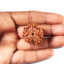 Load image into Gallery viewer, 5 Mukhi Rudraksha from Nepal - Bead No. 434
