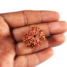 Load image into Gallery viewer, 5 Mukhi Rudraksha from Nepal - Bead No.423
