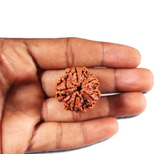 Load image into Gallery viewer, 5 Mukhi Rudraksha from Nepal - Bead No. 425
