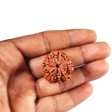 Load image into Gallery viewer, 5 Mukhi Rudraksha from Nepal - Bead No. 426
