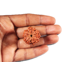 Load image into Gallery viewer, 5 Mukhi Rudraksha from Nepal - Bead No. 427
