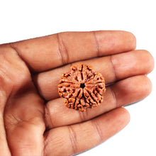 Load image into Gallery viewer, 5 Mukhi Rudraksha from Nepal - Bead No. 430
