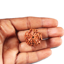 Load image into Gallery viewer, 5 Mukhi Rudraksha from Nepal - Bead No. 431
