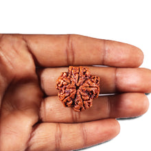 Load image into Gallery viewer, 5 Mukhi Rudraksha from Nepal - Bead No. 432
