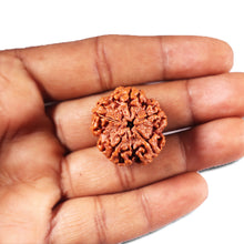 Load image into Gallery viewer, 5 Mukhi Rudraksha from Nepal - Bead No. 433
