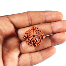 Load image into Gallery viewer, 5 Mukhi Rudraksha from Nepal - Bead No. 436
