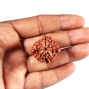 5 Mukhi Rudraksha from Nepal - Bead No. 436