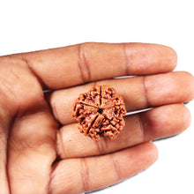 Load image into Gallery viewer, 5 Mukhi Rudraksha from Nepal - Bead No. 437
