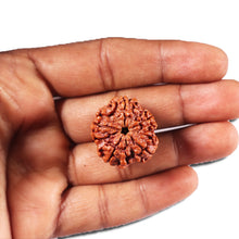 Load image into Gallery viewer, 5 Mukhi Rudraksha from Nepal - Bead No. 439
