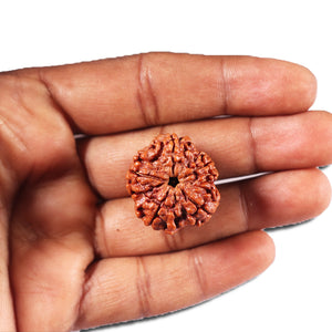 5 Mukhi Rudraksha from Nepal - Bead No. 439