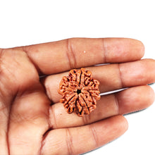 Load image into Gallery viewer, 5 Mukhi Rudraksha from Nepal - Bead No. 440
