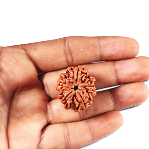 5 Mukhi Rudraksha from Nepal - Bead No. 440