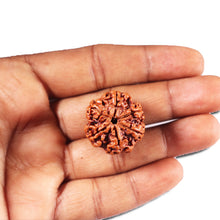 Load image into Gallery viewer, 5 Mukhi Rudraksha from Nepal - Bead No. 444
