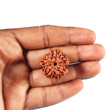 Load image into Gallery viewer, 5 Mukhi Rudraksha from Nepal - Bead No. 445
