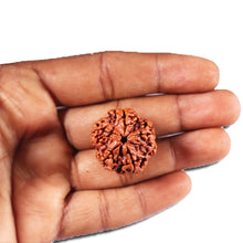 Load image into Gallery viewer, 5 Mukhi Rudraksha from Nepal - Bead No. 447
