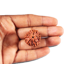 Load image into Gallery viewer, 5 Mukhi Rudraksha from Nepal - Bead No. 450
