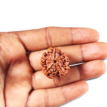 Load image into Gallery viewer, 5 Mukhi Rudraksha from Nepal - Bead No. 441
