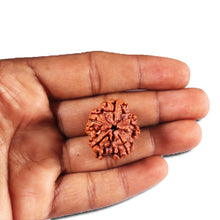 Load image into Gallery viewer, 5 Mukhi Rudraksha from Nepal - Bead No. 446
