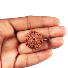 Load image into Gallery viewer, 5 Mukhi Rudraksha from Nepal - Bead No. 448
