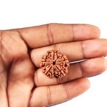 Load image into Gallery viewer, 5 Mukhi Rudraksha from Nepal - Bead No. 454
