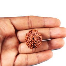 Load image into Gallery viewer, 5 Mukhi Rudraksha from Nepal - Bead No. 455
