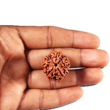 Load image into Gallery viewer, 5 Mukhi Rudraksha from Nepal - Bead No. 458
