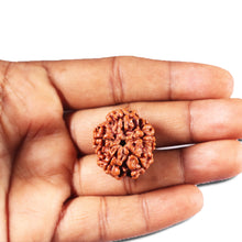 Load image into Gallery viewer, 5 Mukhi Rudraksha from Nepal - Bead No. 459
