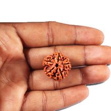 Load image into Gallery viewer, 5 Mukhi Rudraksha from Nepal - Bead No. 460
