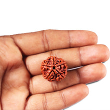 Load image into Gallery viewer, 5 Mukhi Rudraksha from Nepal - Bead No. 461
