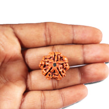 Load image into Gallery viewer, 5 Mukhi Rudraksha from Nepal - Bead No. 463
