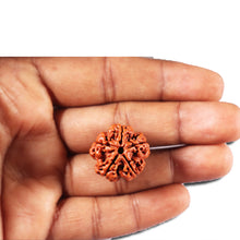 Load image into Gallery viewer, 5 Mukhi Rudraksha from Nepal - Bead No. 464
