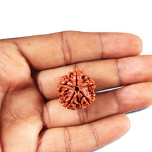 Load image into Gallery viewer, 5 Mukhi Rudraksha from Nepal - Bead No. 465
