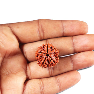 5 Mukhi Rudraksha from Nepal - Bead No. 465