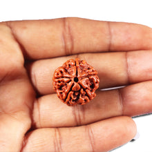 Load image into Gallery viewer, 5 Mukhi Rudraksha from Nepal - Bead No. 467
