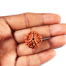 Load image into Gallery viewer, 5 Mukhi Rudraksha from Nepal - Bead No. 468
