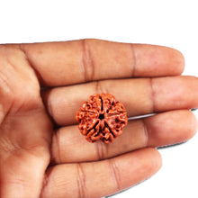 Load image into Gallery viewer, 5 Mukhi Rudraksha from Nepal - Bead No. 469
